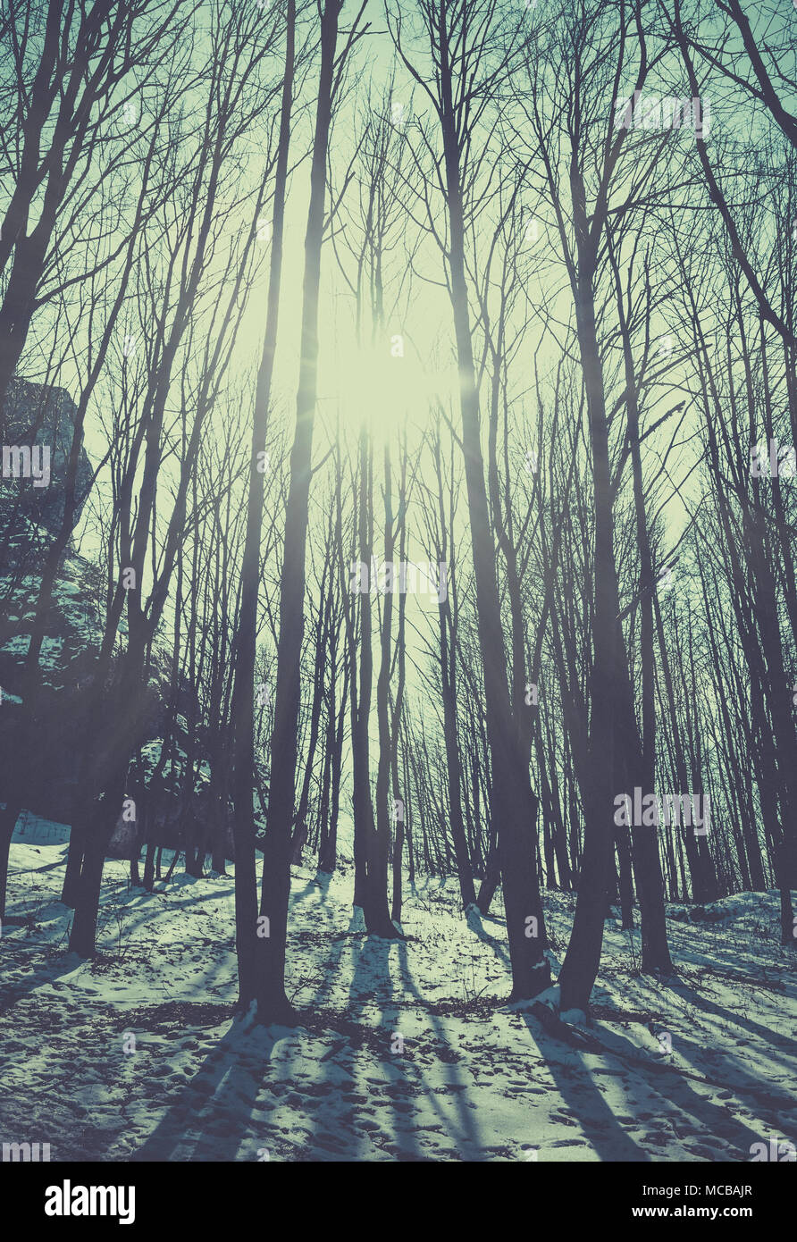 Sonnenlicht im Wald, retro Film gefiltert. Stockfoto