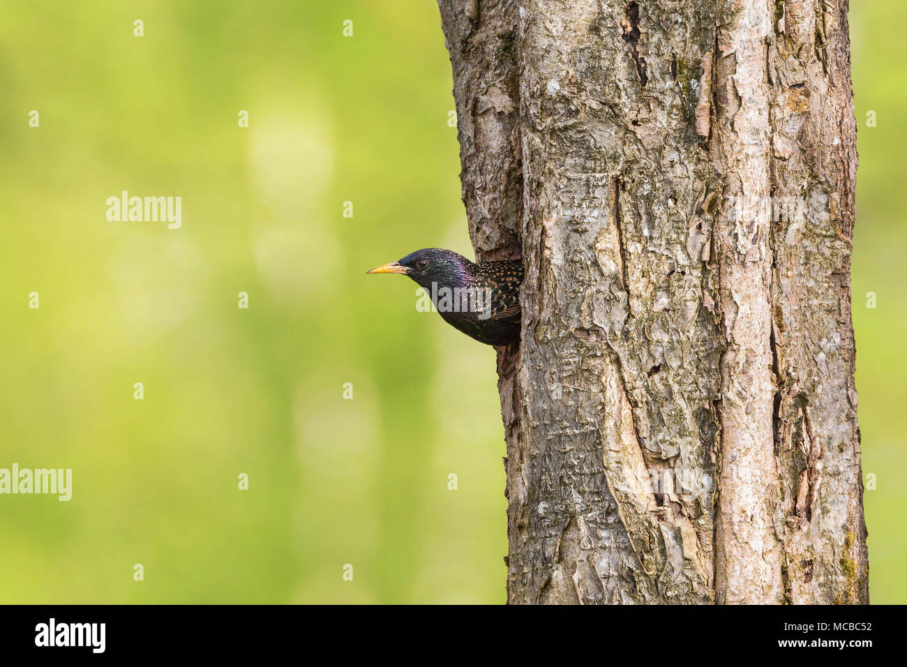 Starling in ein Loch in einem Baumstamm Stockfoto