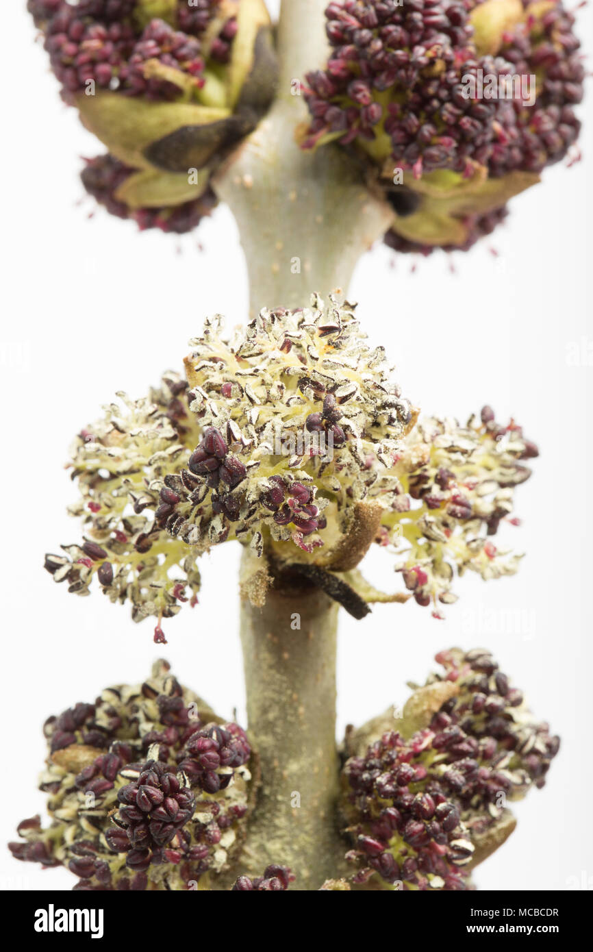 Blumen von der Esche Fraxinus excelsior 15 April 2018 Dorset England UK