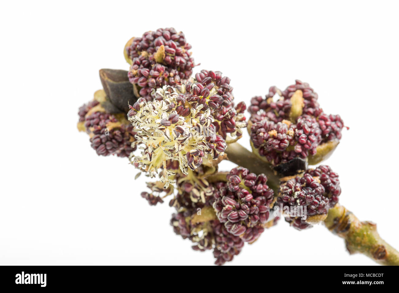 Blumen von der Esche Fraxinus excelsior 15 April 2018 Dorset England UK. Wie das alte Sprichwort vor der Eiche, Esche in für Tränken, Eiche vor dem Esche, in w Stockfoto