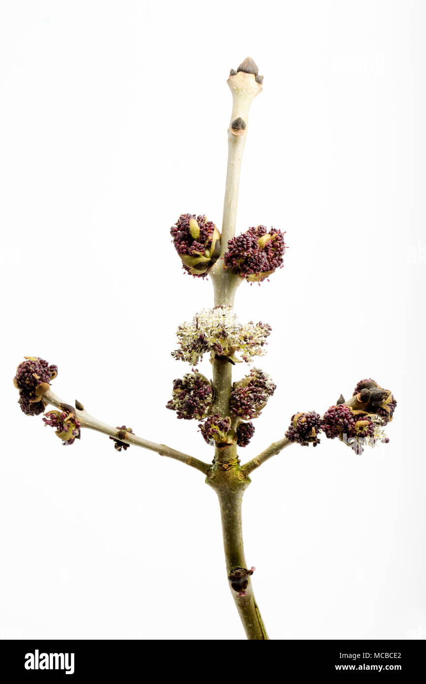 Blumen von der Esche Fraxinus excelsior 15 April 2018 Dorset England UK. Wie das alte Sprichwort vor der Eiche, Esche in für Tränken, Eiche vor dem Esche, in w Stockfoto