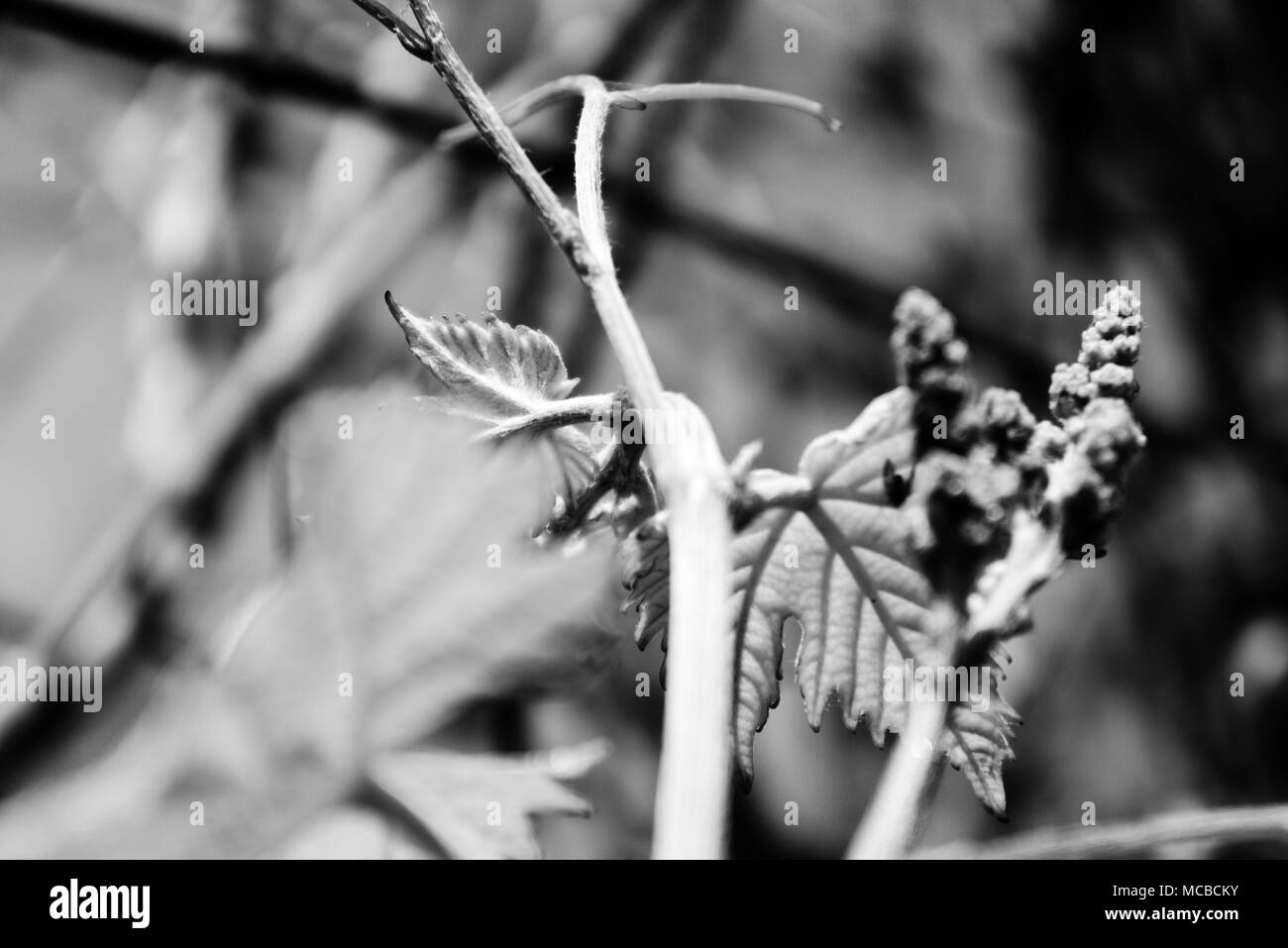 Weinblätter in Schwarz und Weiß Stockfoto