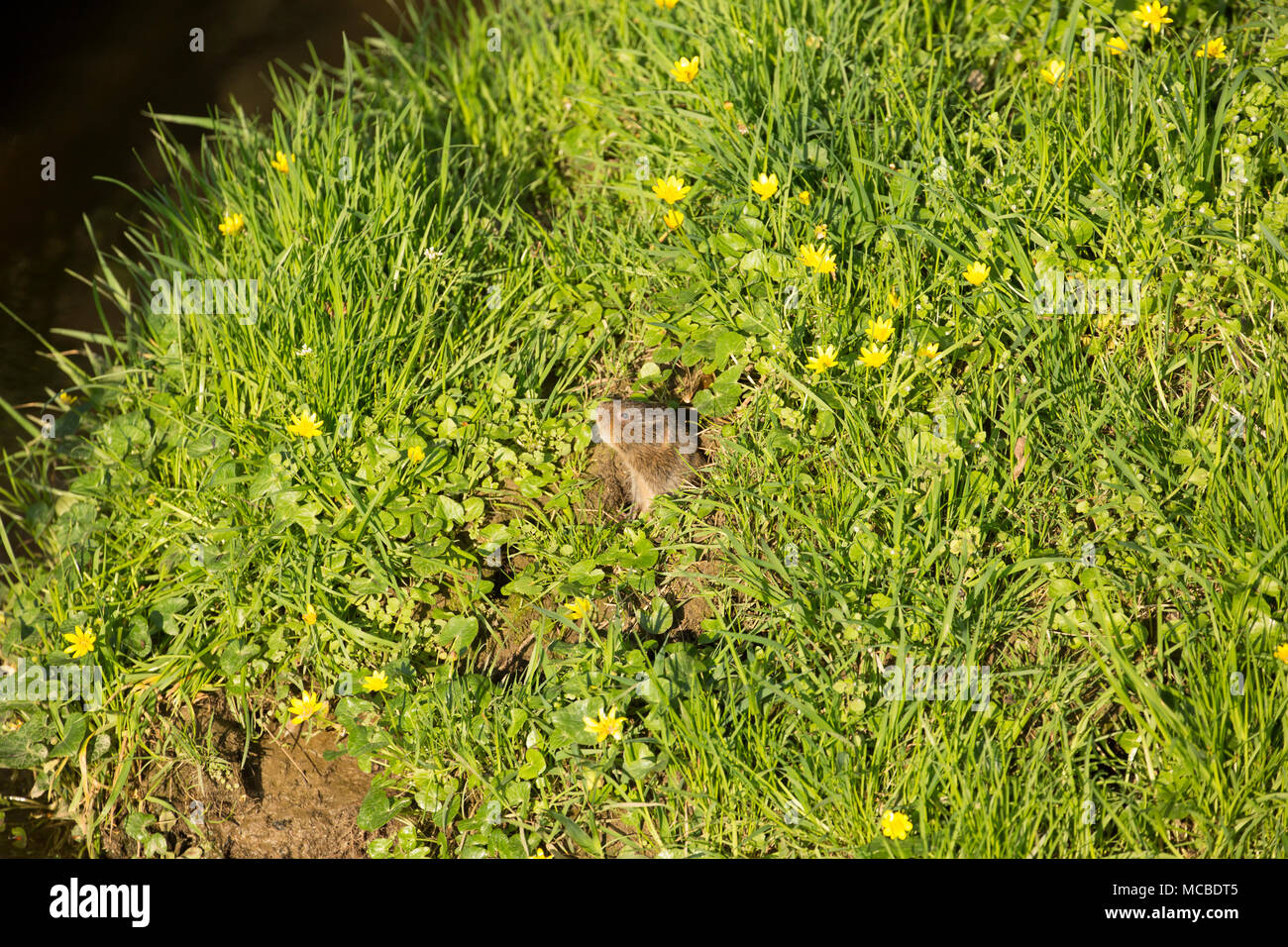 Eine wilde, non-captive European water Vole, Arvicola amphibius, im Frühling Abendlicht am 14. April 2018. Die vole war Fütterung auf Gräsern und weniger Stockfoto