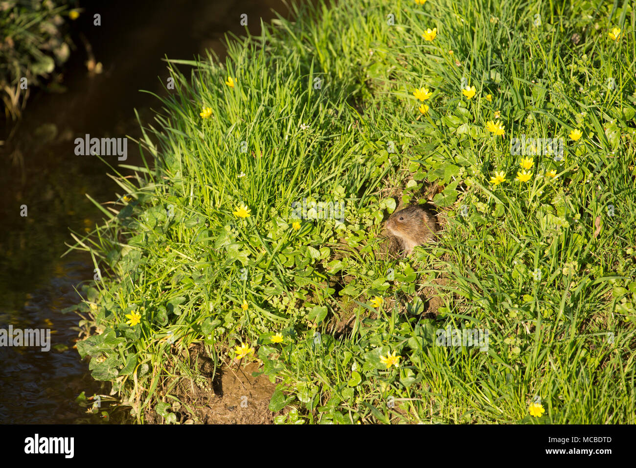 Eine wilde, non-captive European water Vole, Arvicola amphibius, im Frühling Abendlicht am 14. April 2018. Die vole war Fütterung auf Gräsern und weniger Stockfoto