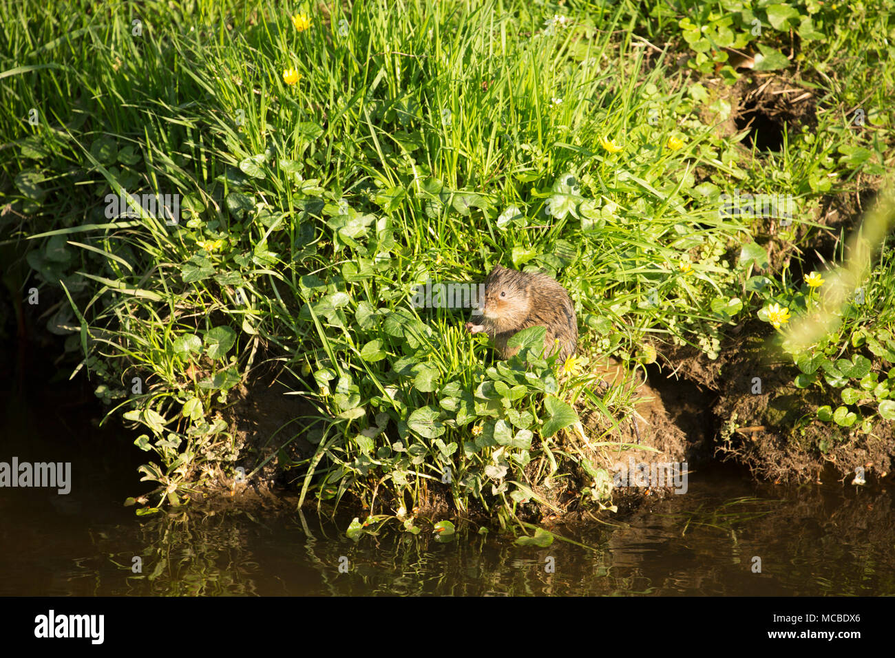 Eine wilde, non-captive European water Vole, Arvicola amphibius, im Frühling Abendlicht am 14. April 2018. Die vole war Fütterung auf Gräsern und weniger Stockfoto