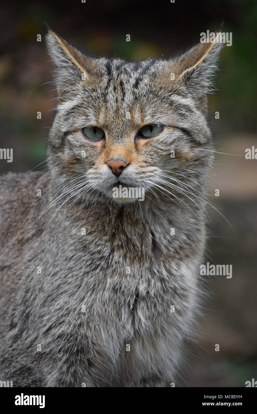 Europäische Wildkatze portrait Nahaufnahme Stockfoto