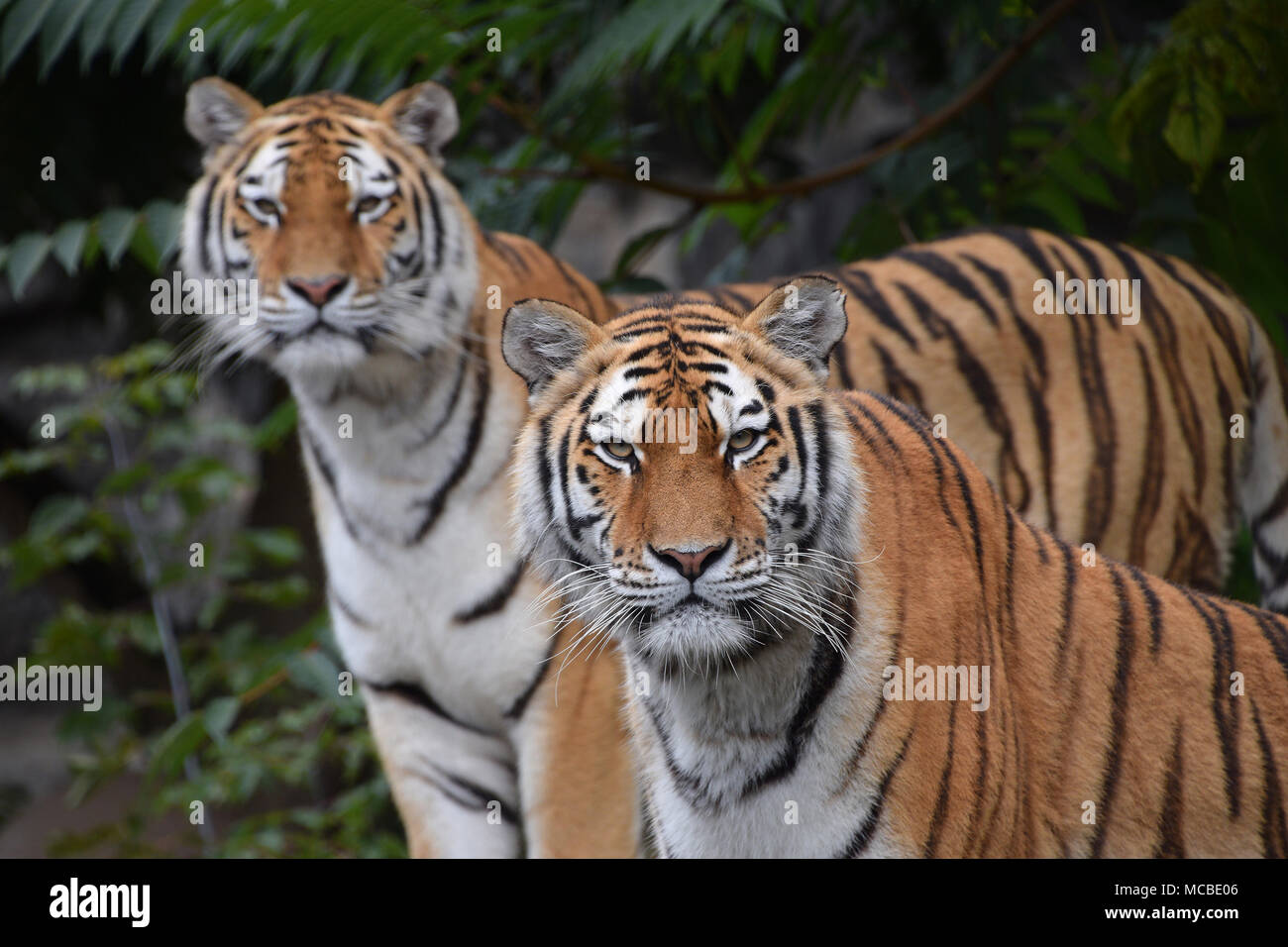 Schließen Sie herauf Frontseite Porträt von zwei Junge weibliche Amur (Sibirische) Tiger an Kamera über grüne Wald Hintergrund suchen, Low Angle View Stockfoto