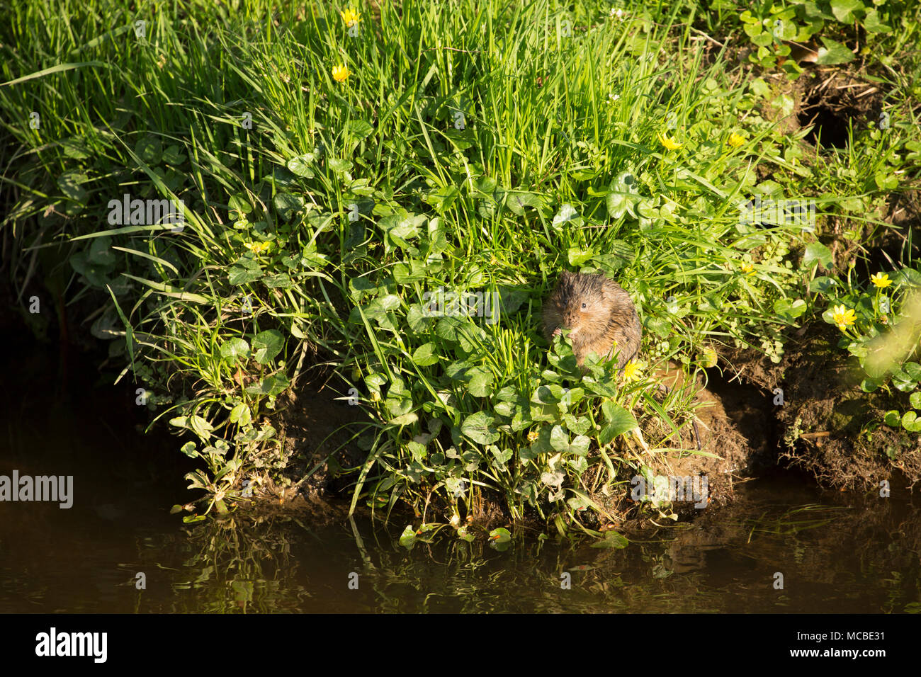 Eine wilde, non-captive European water Vole, Arvicola amphibius, im Frühling Abendlicht am 14. April 2018. Die vole war Fütterung auf Gräsern und weniger Stockfoto
