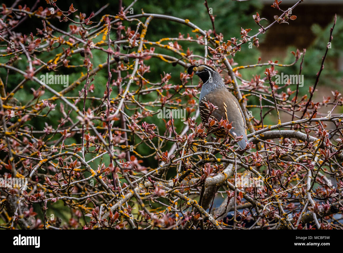 Kalifornien Wachtel inmitten Frühling Laub thront. Stockfoto