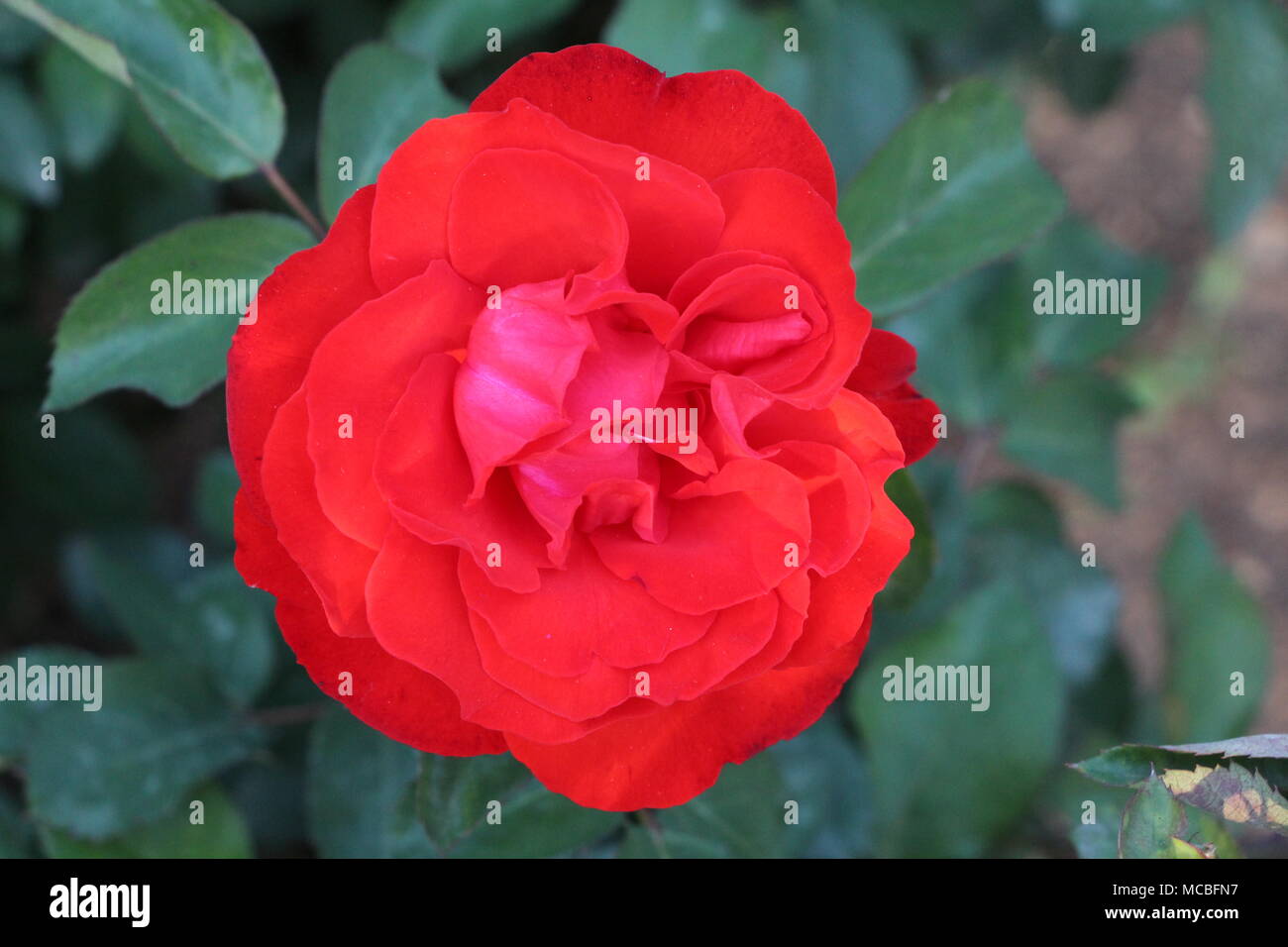 Rote Rose im Garten Stockfoto