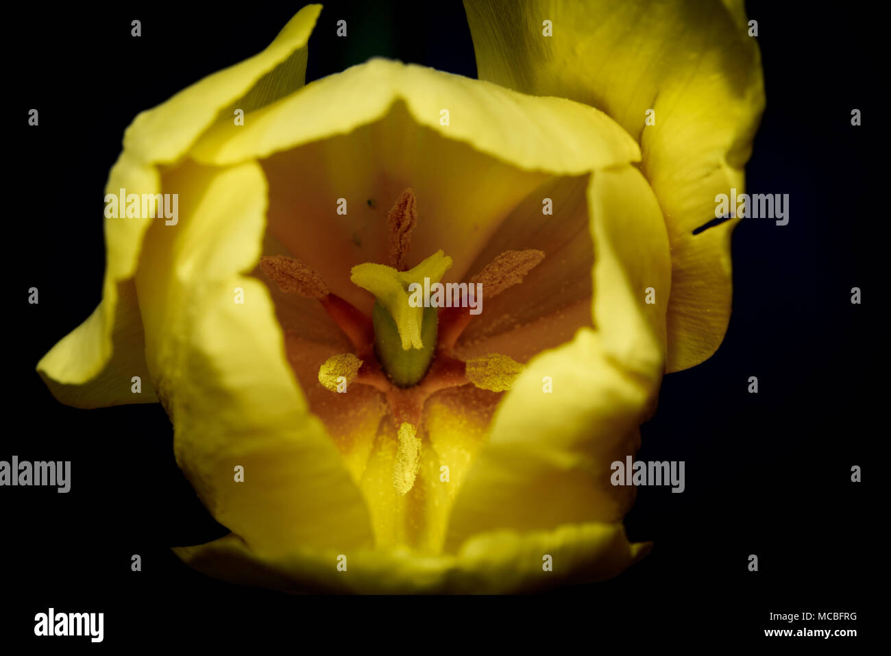 Gelbe Tulpe Makro Stigma Staubblatt Anthere Filament Griffel Eierstock Schwarzer Hintergrund Stockfoto