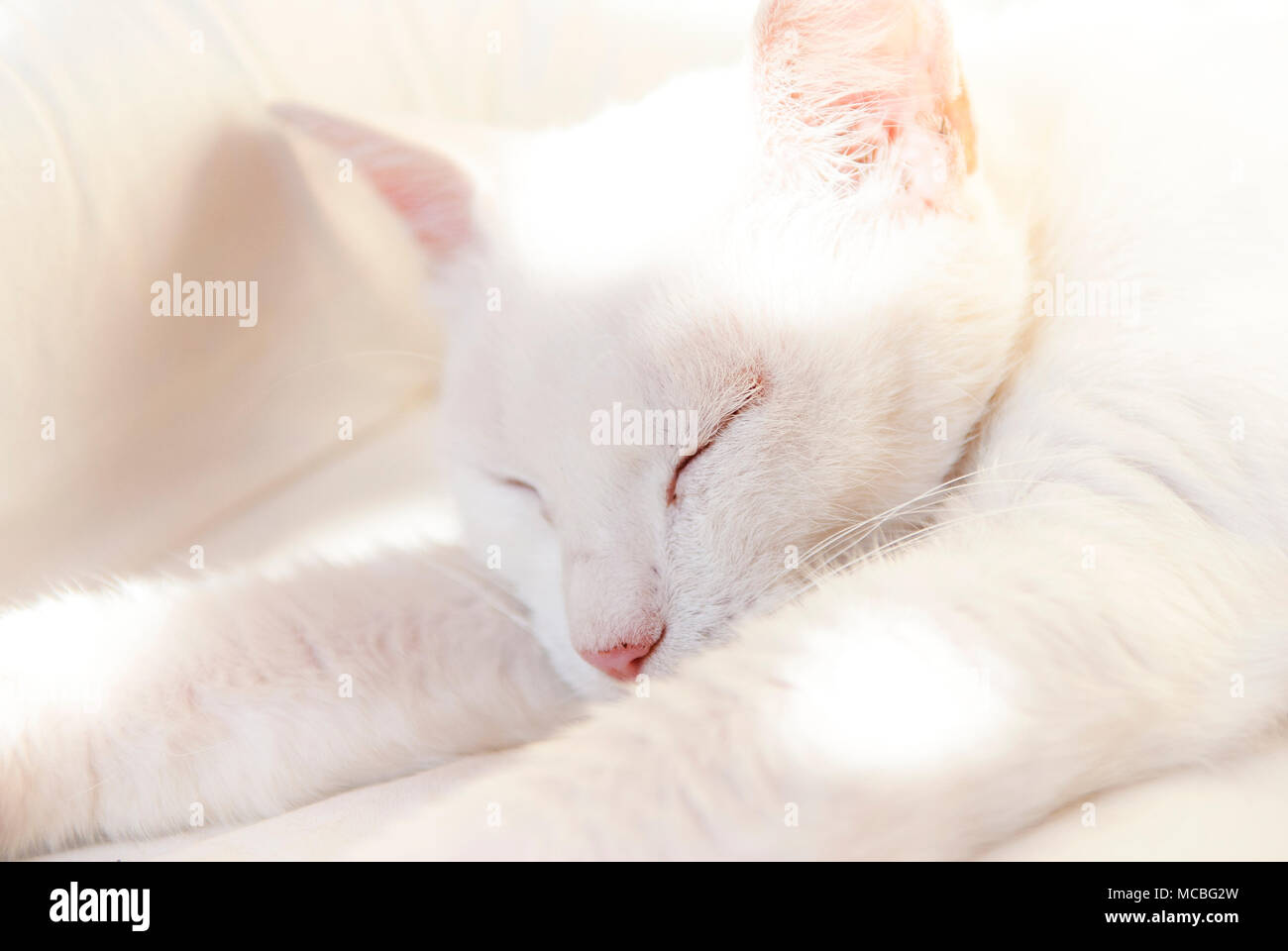 Weiße Katze hält ein Nickerchen auf dem Bett in sonniger Tag. Flache Freiheitsgrad. Stockfoto