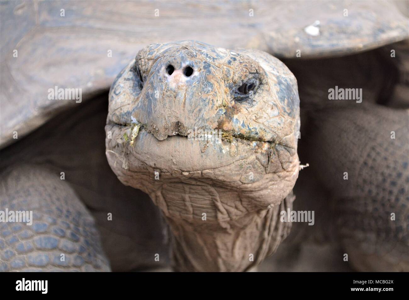 Schönheit liegt im Auge des Betrachters, Riesenschildkröten, Galapagos Inseln Stockfoto