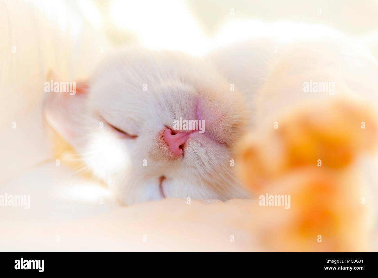 Weiße Katze hält ein Nickerchen auf dem Bett in sonniger Tag. Flache Freiheitsgrad. Stockfoto