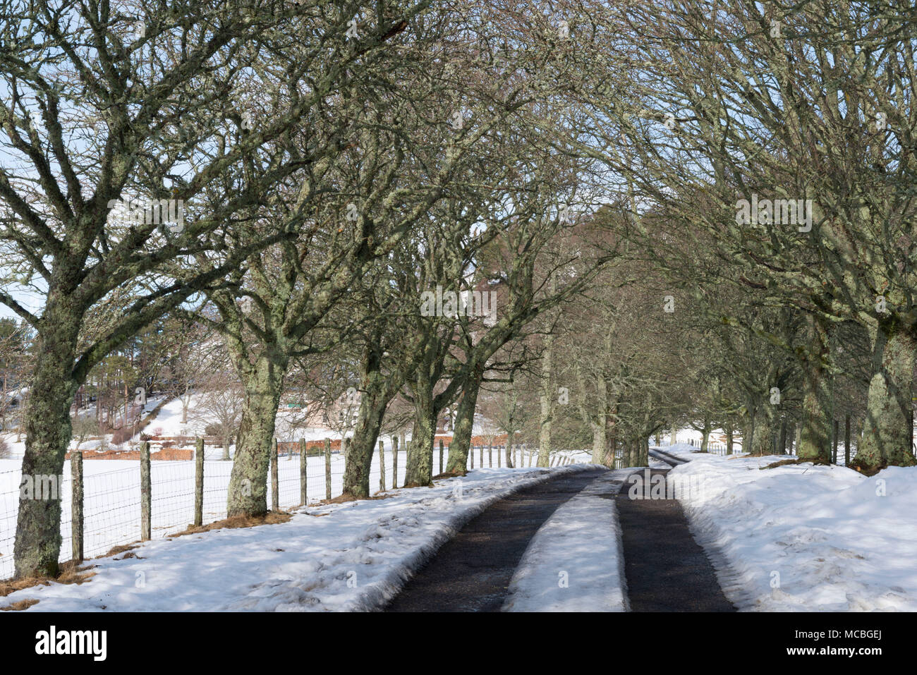 Einen schneebedeckten Bäumen gesäumten Auffahrt in der Nähe von Ballater auf Royal Deeside an einem Wintertag Stockfoto