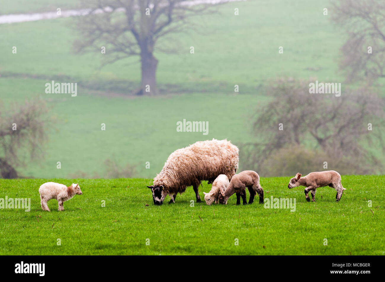 Schafe und Lämmer zu weiden auf dem Land mit Blick auf eine Biegung des Flusses Severn in der Nähe von Budlewas Stockfoto