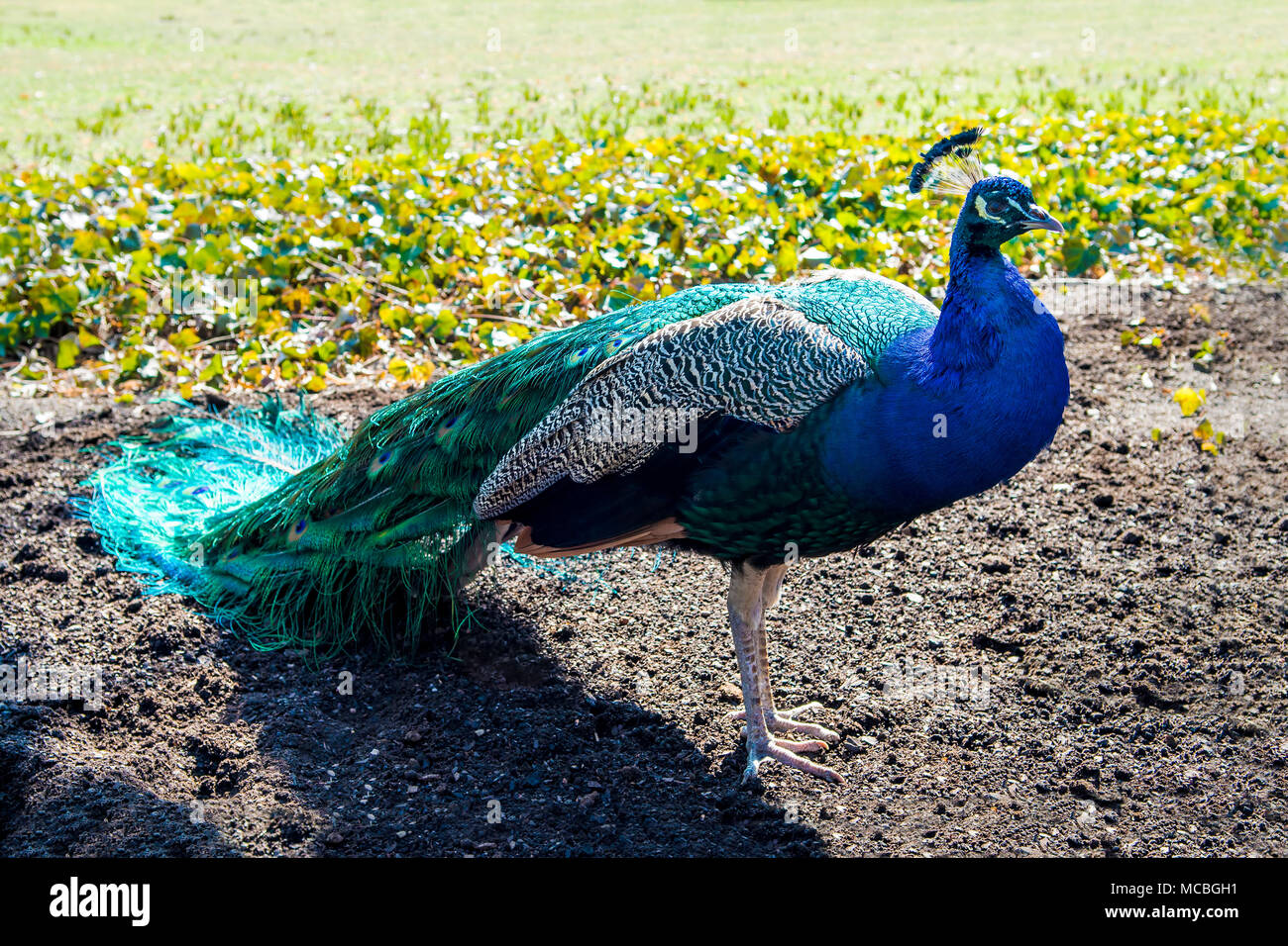 Pfau mit langen Schwanz in den Park. Stockfoto