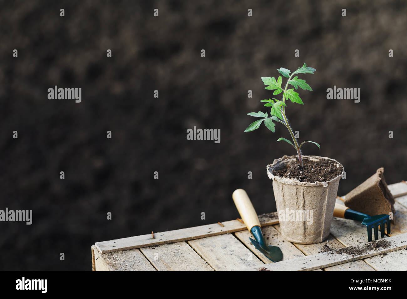 Garten arbeiten: Sprossen Tomate in einem Torf Topf, Tools und zusätzlichen Platz für Text Stockfoto