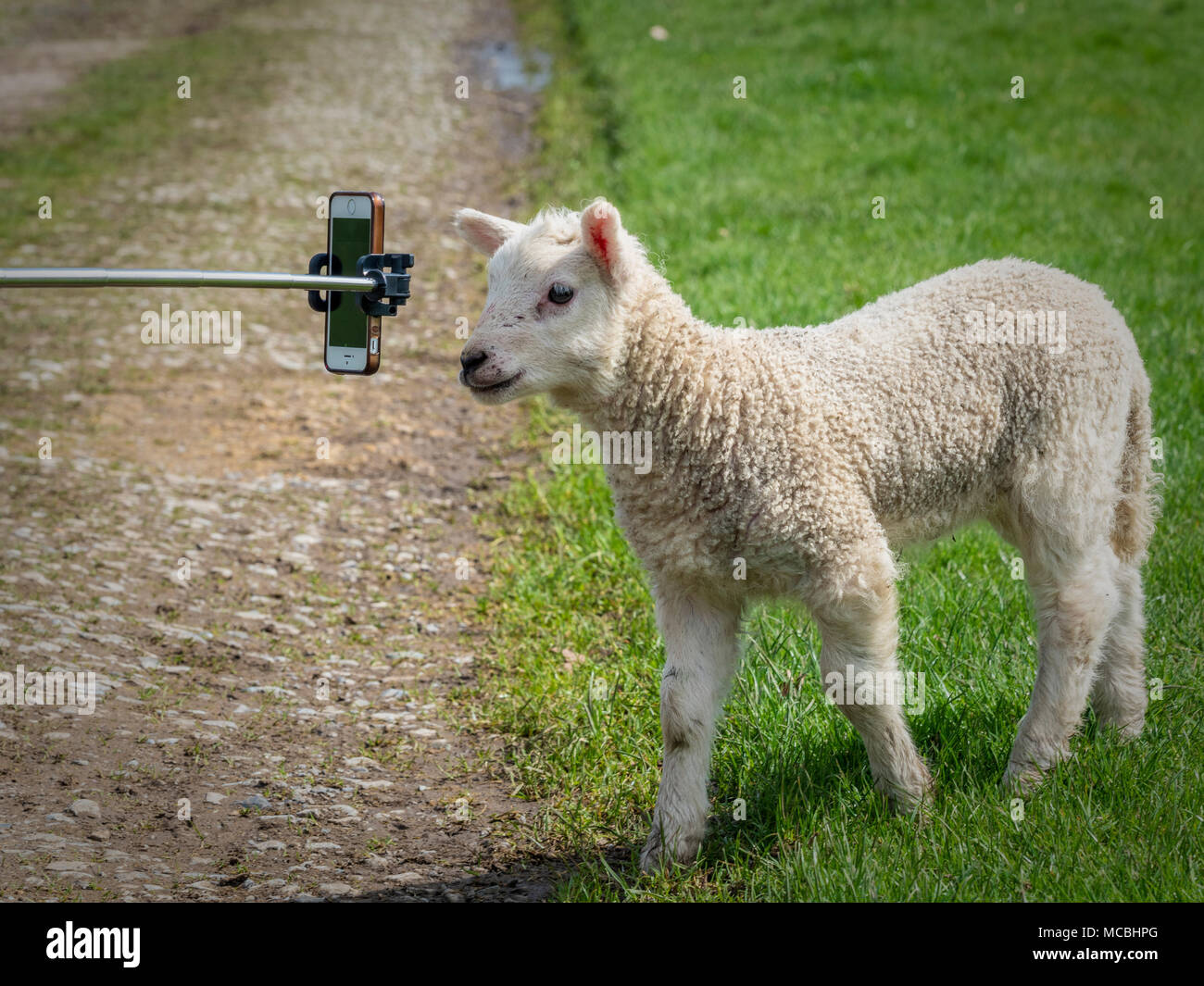 Lamb, der ein Handy am Ende eines Selfie-Sticks ansieht Stockfoto