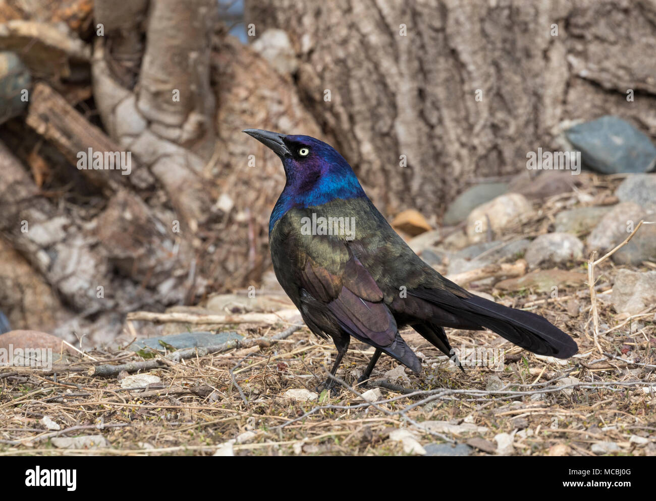 Gemeinsame Grackle Brutverhalten Stockfoto
