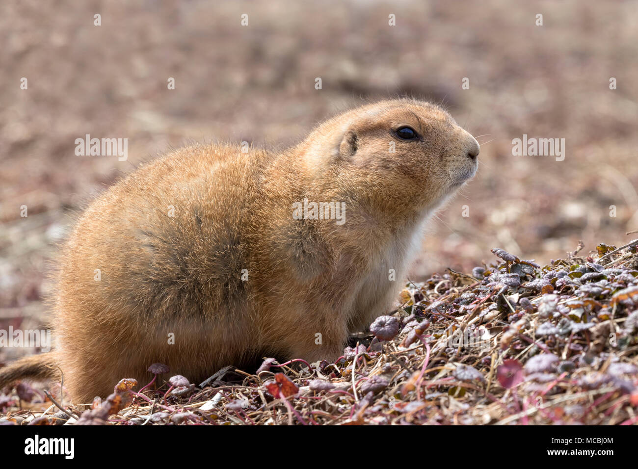 Schwarz-tailed Präriehunde (Cynomys ludovicianus) auf der Suche nach Frühling Stockfoto
