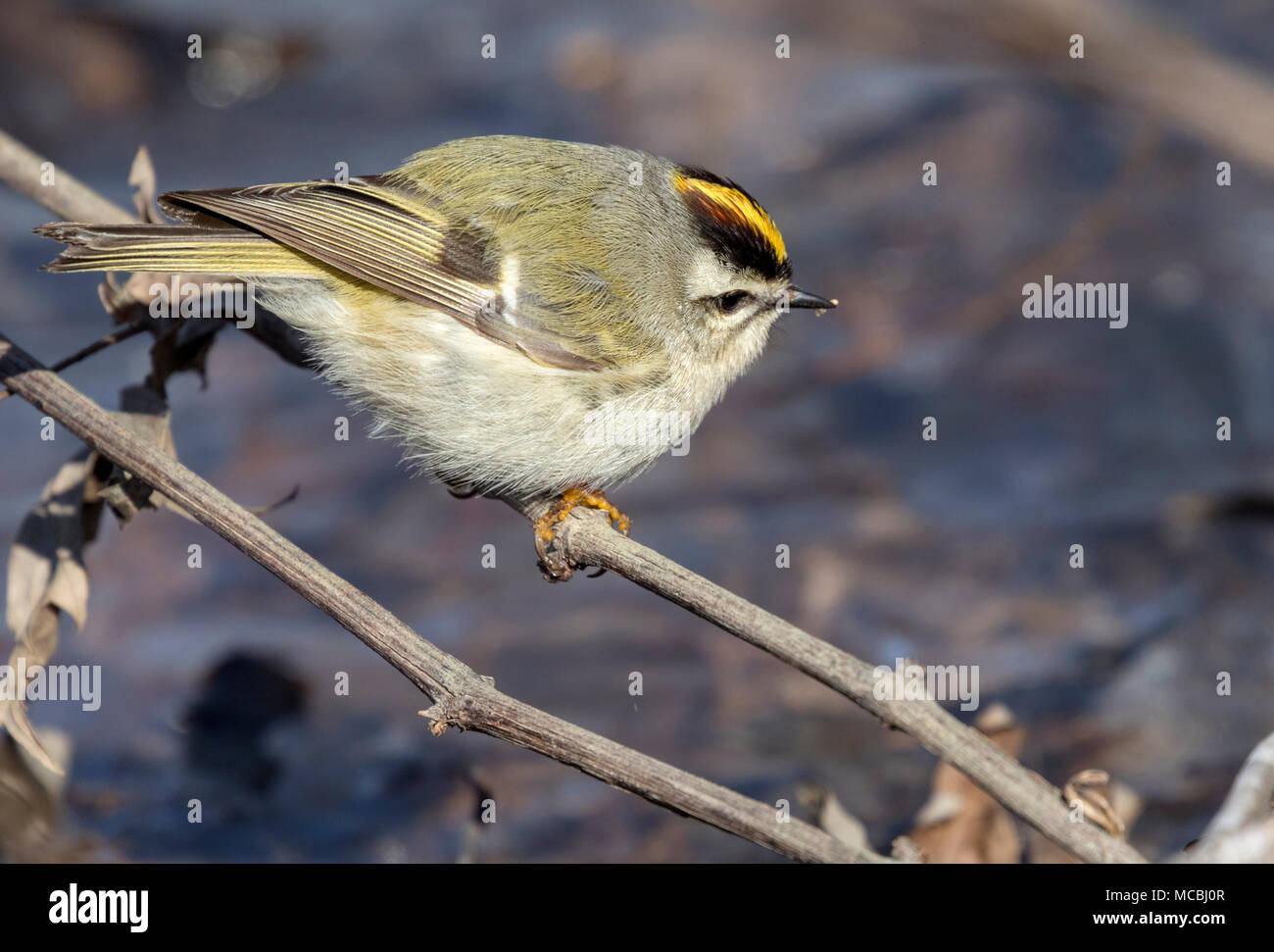 Golden gekrönte kinglet (Regulus satrapa) auf den Ast, Saylorville, Iowa, USA gehockt Stockfoto