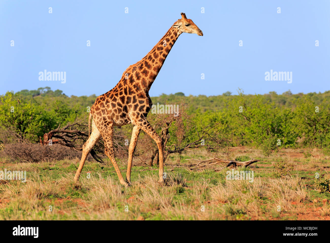Südliche Giraffe (Giraffa Camelopardalis giraffa), Erwachsener, läuft im Buschland, Krüger Nationalpark, Südafrika Stockfoto