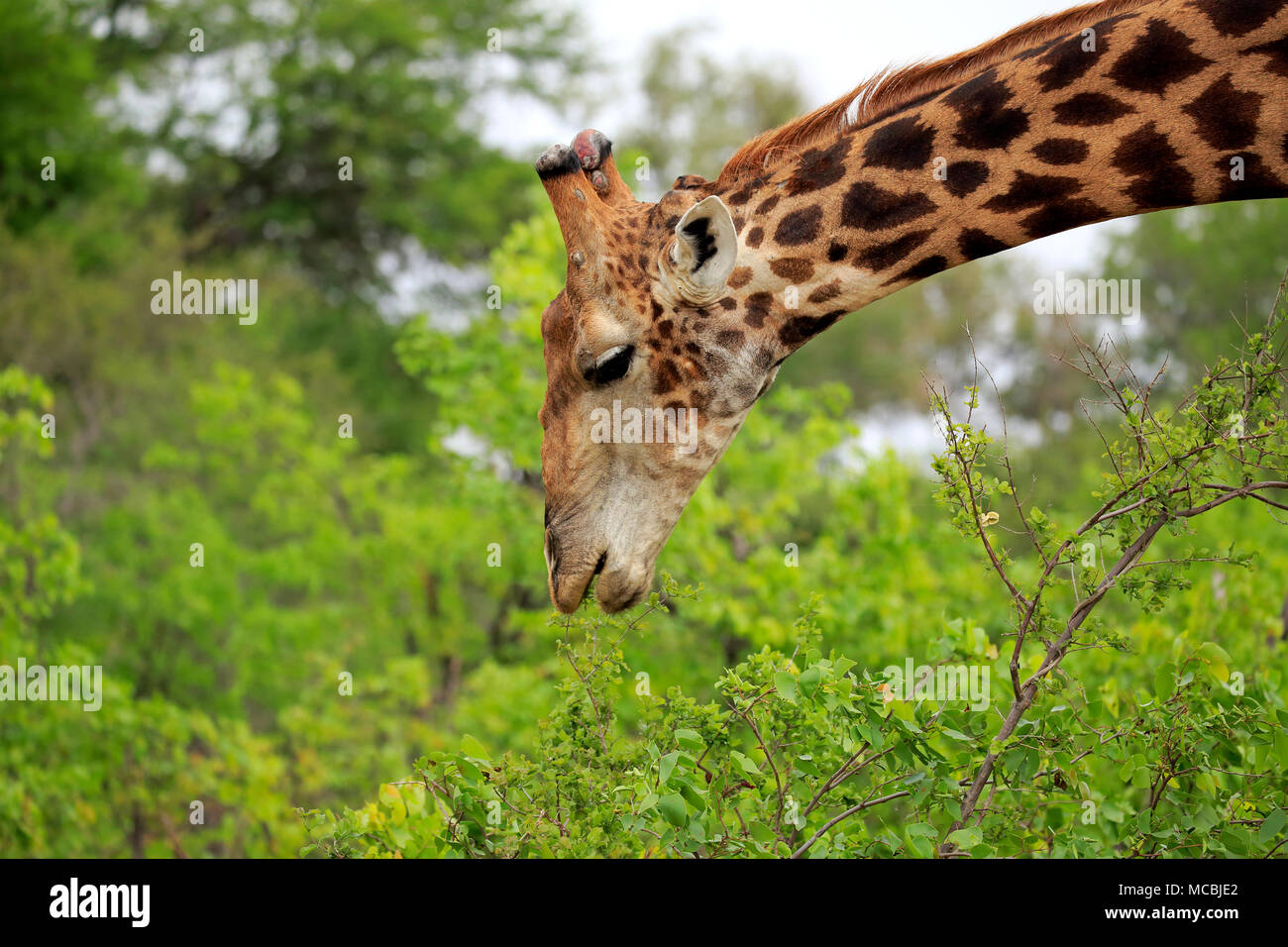 Südliche Giraffe (Giraffa Camelopardalis giraffa), Erwachsener, Essen, Tier Portrait, Fütterung, Krüger Nationalpark, Südafrika Stockfoto