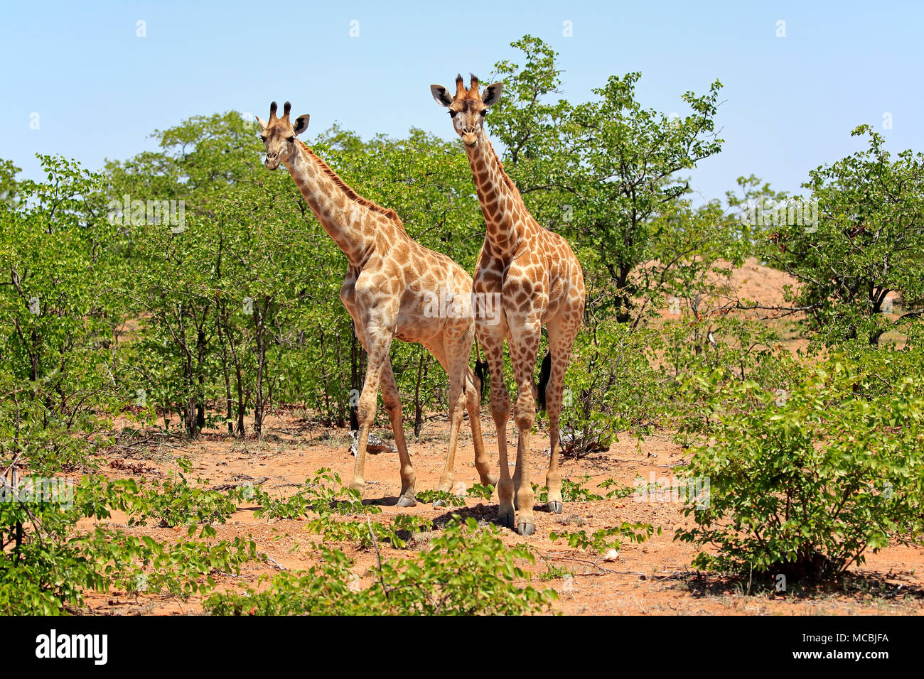 Zwei südlichen Giraffen (Giraffa Camelopardalis giraffa), Erwachsener, in Buschland, Krüger Nationalpark, Südafrika Stockfoto