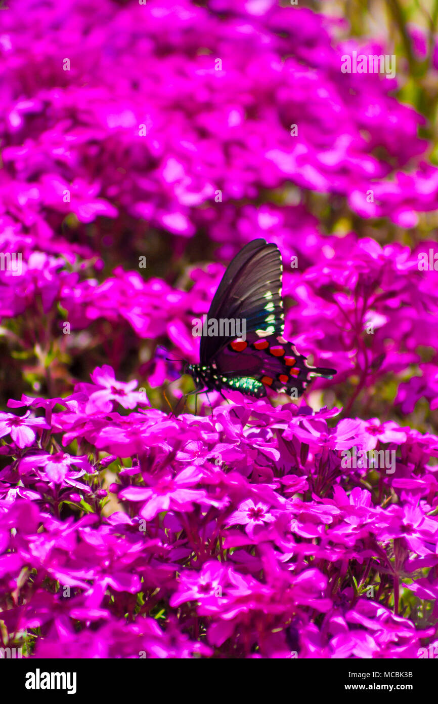 Schmetterling schwarz Auf den lila Blumen thront Stockfoto