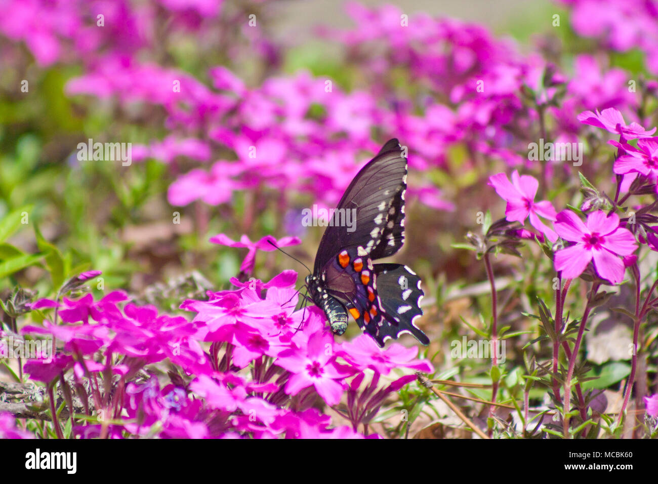 Butterfly mit geschlossenen Flügeln Auf den lila Blumen thront Stockfoto