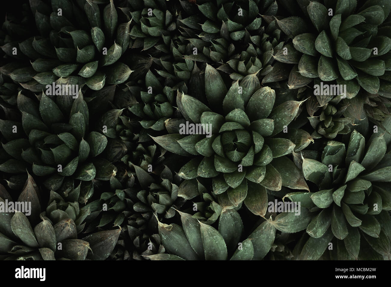 Haworthia cactus Textur flach anzeigen Stockfoto