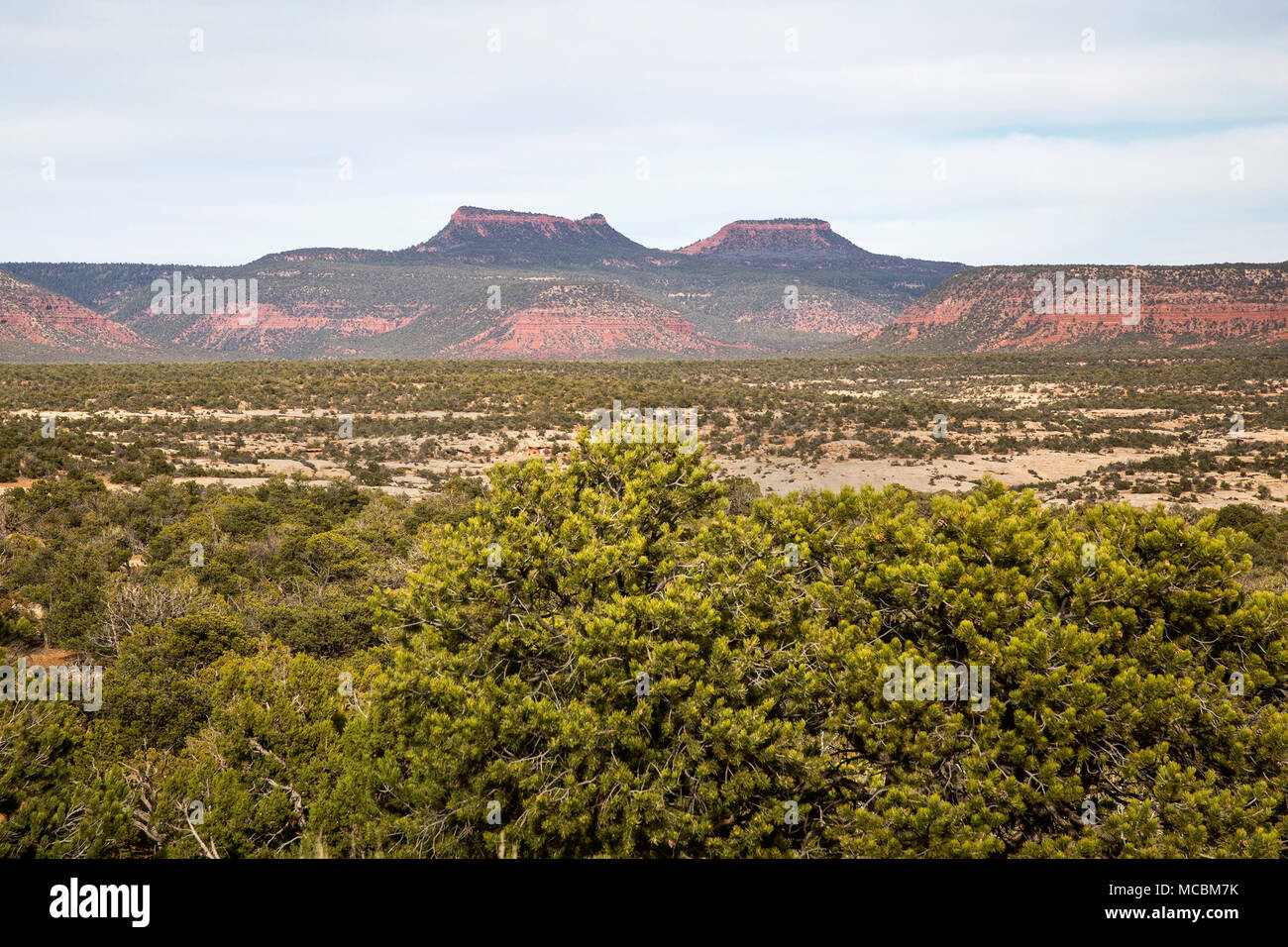 Bären Ohren Buttes im Bären Ohren National Monument im südlichen Utah, United States Stockfoto