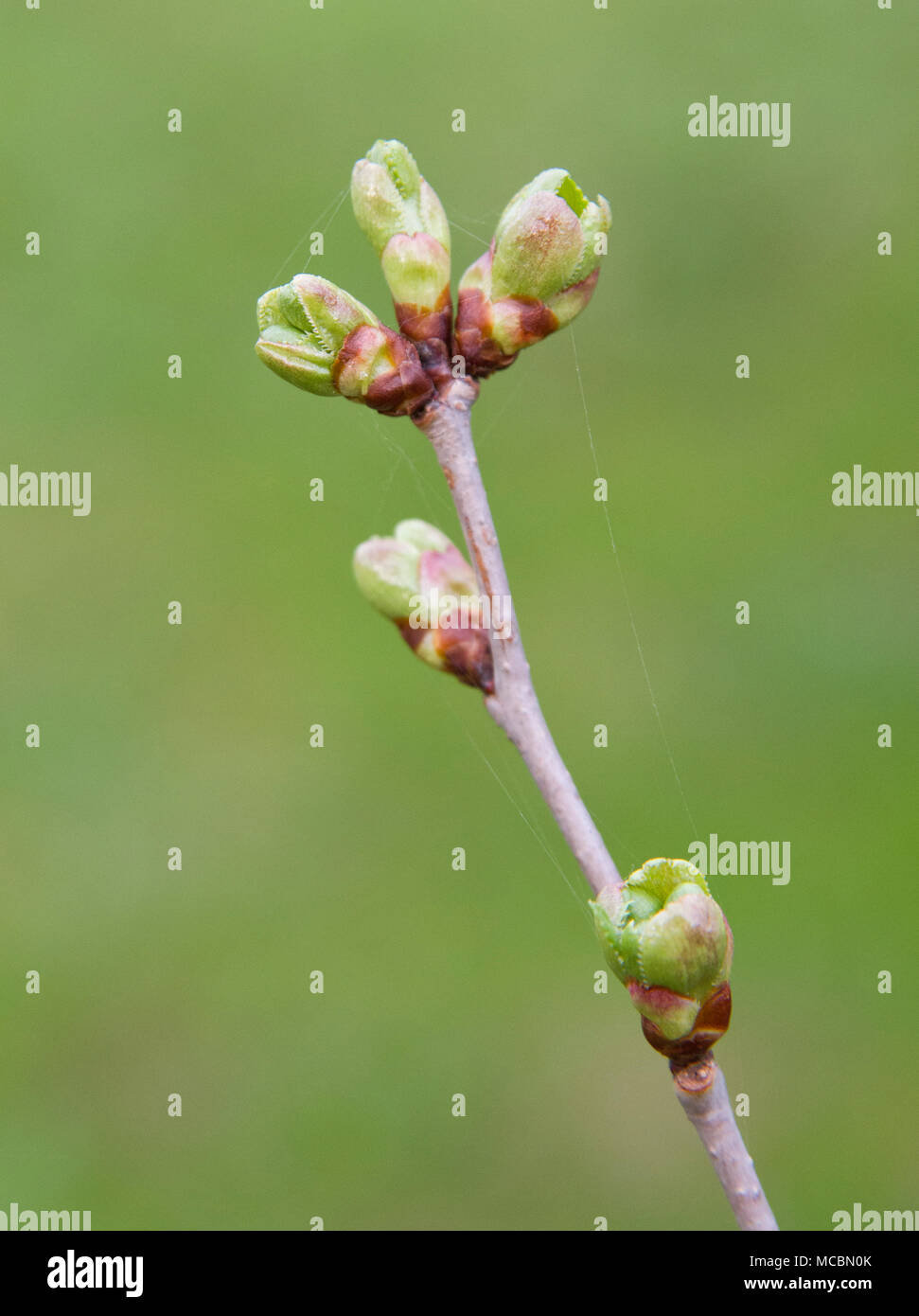 Tree cherry knospen im Frühling Stockfoto