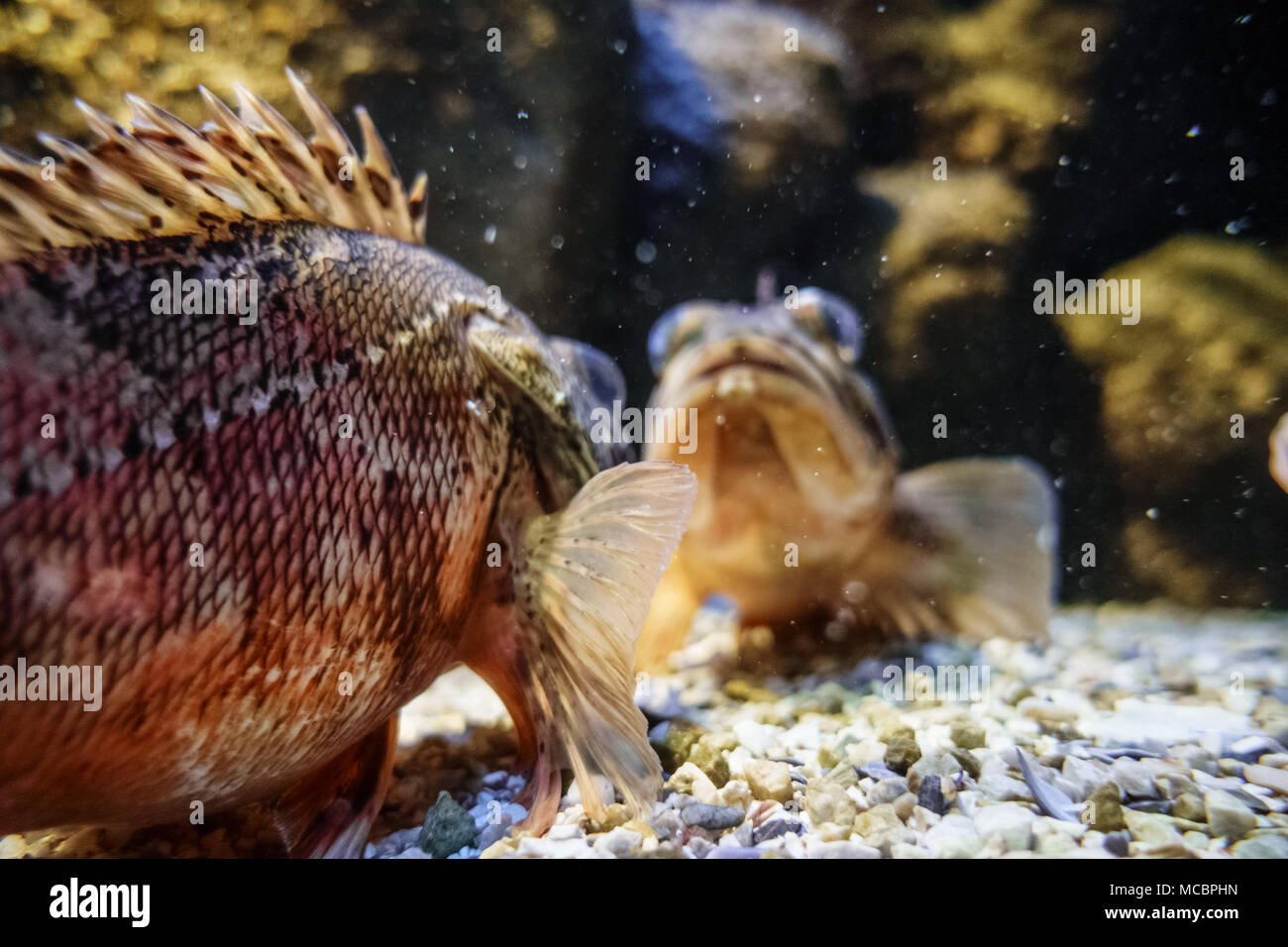 Blick auf die Fische im Aquarium, Griechenland Stockfoto