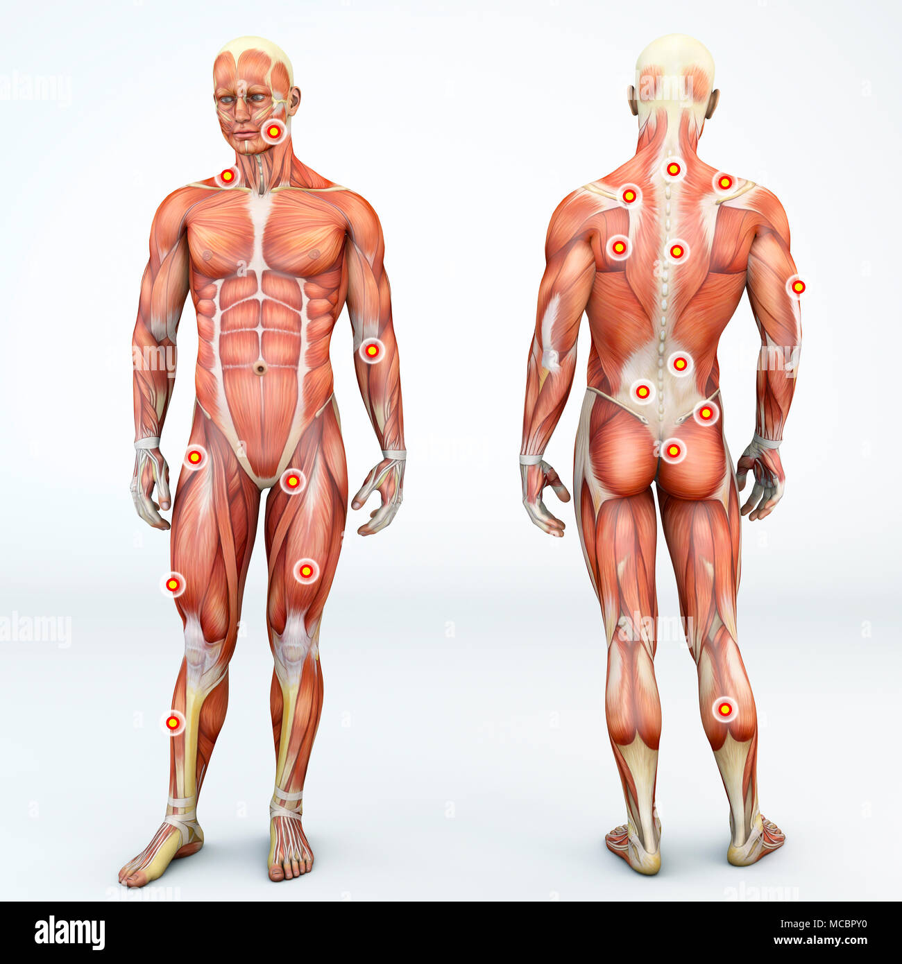 Ansicht der Vorder- und Rückseite ein Mann und Triggerpunkte. Anatomie Kraftprotz. 3D-Rendering. Myofasziale Triggerpunkte hyperirritable Flecken Stockfoto