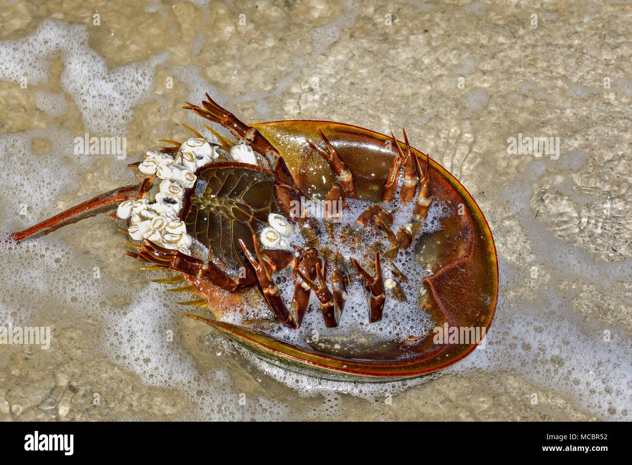Horseshoe crab upsidedown Stockfoto