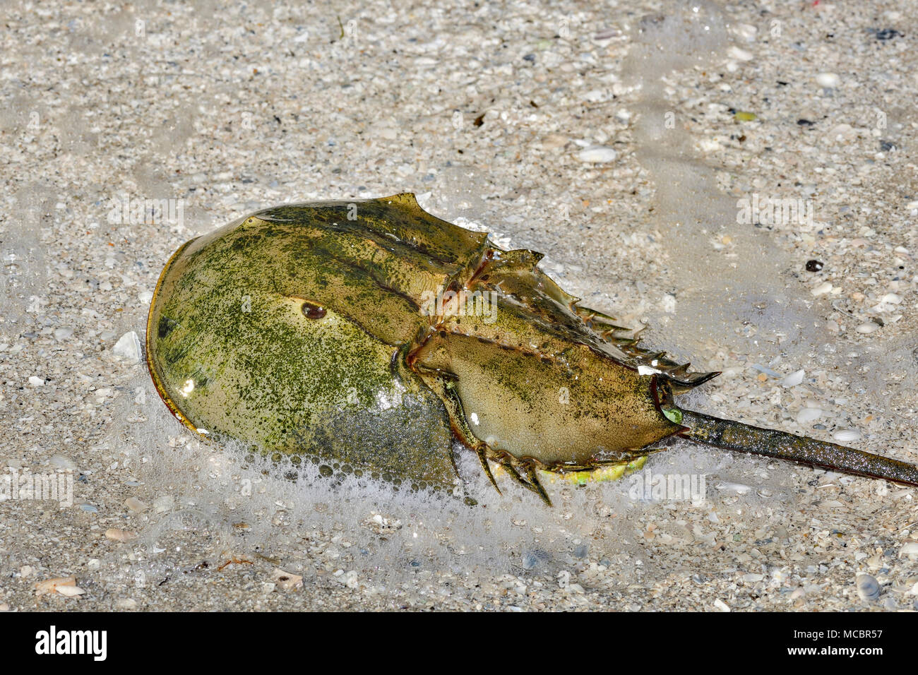 Horseshoe crab Stockfoto