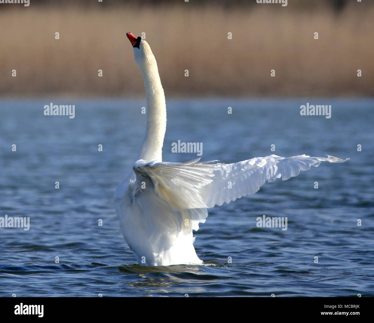 Mute swan, der Nationalvogel von Dänemark berühmt für Märchen an Utterslev Mose, Kopenhagen Stockfoto