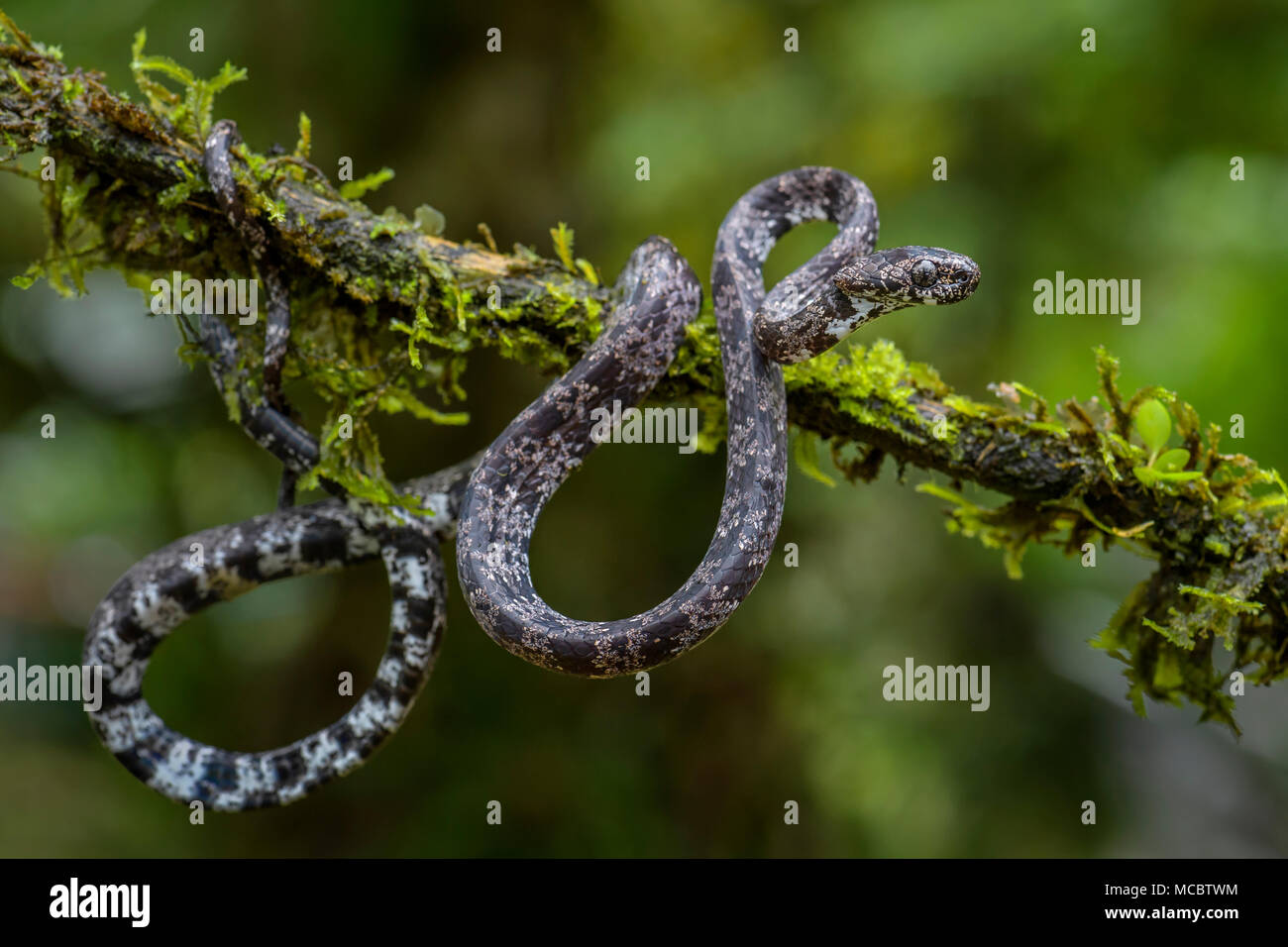 Die getrübt Schlange - Sibon nebulatus, schöne kleine nicht venoumous Schlange aus Mittelamerika Wald, Costa Rica. Stockfoto