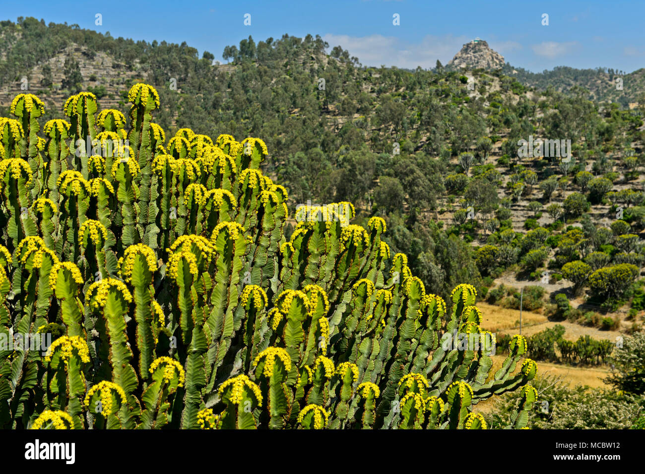 Kandelaber Baum (Euphorbia candelabrum) mit gelben Blumen, in der Nähe von Wukro, Tigray, Äthiopien Stockfoto