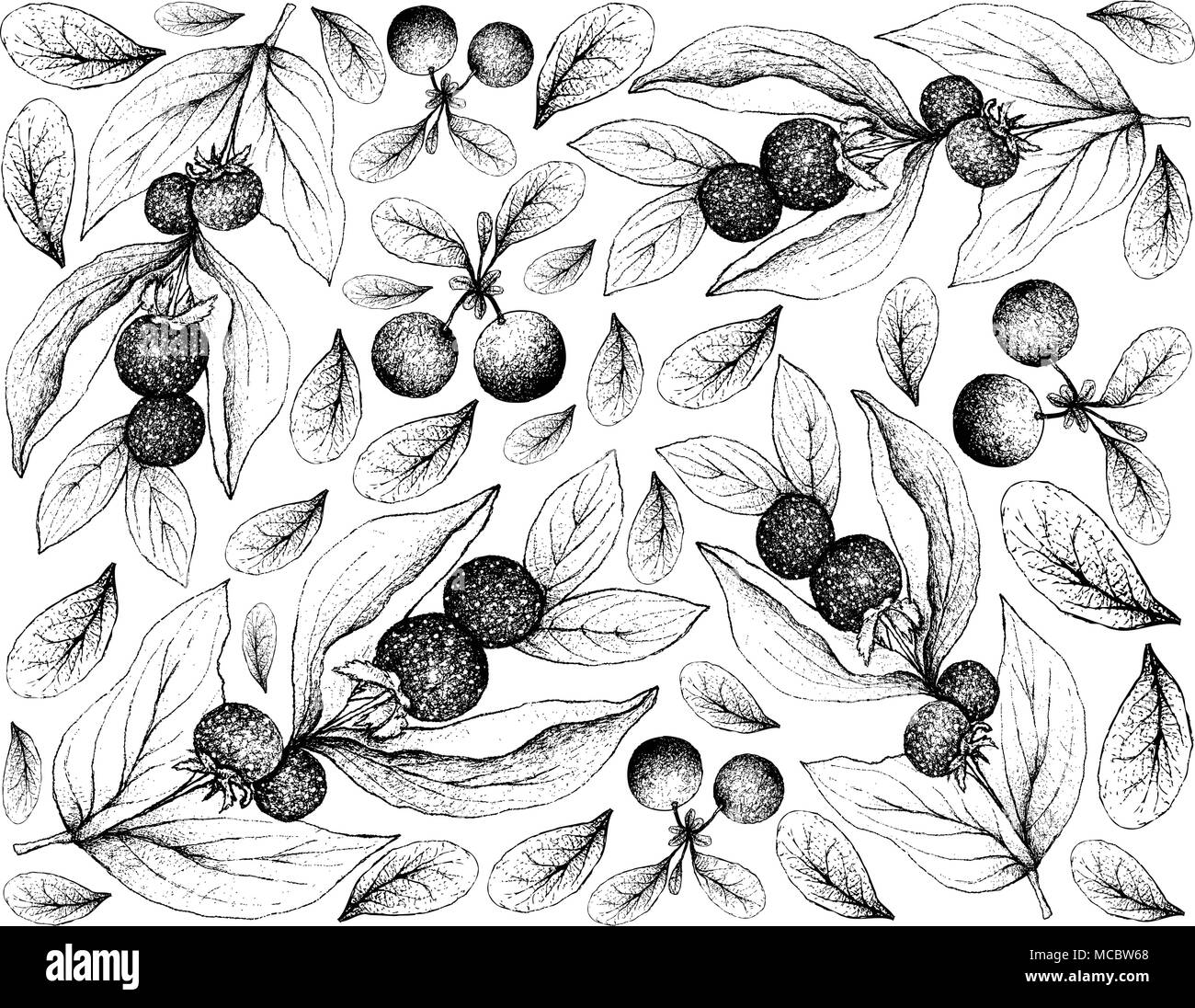 Beerenfrüchte, Illustration Hintergrund von Hand gezeichnete Skizze frischer Ceylon Stachelbeeren und Bog Heidelbeere oder Vaccinium Uiginosum Früchte. Stock Vektor