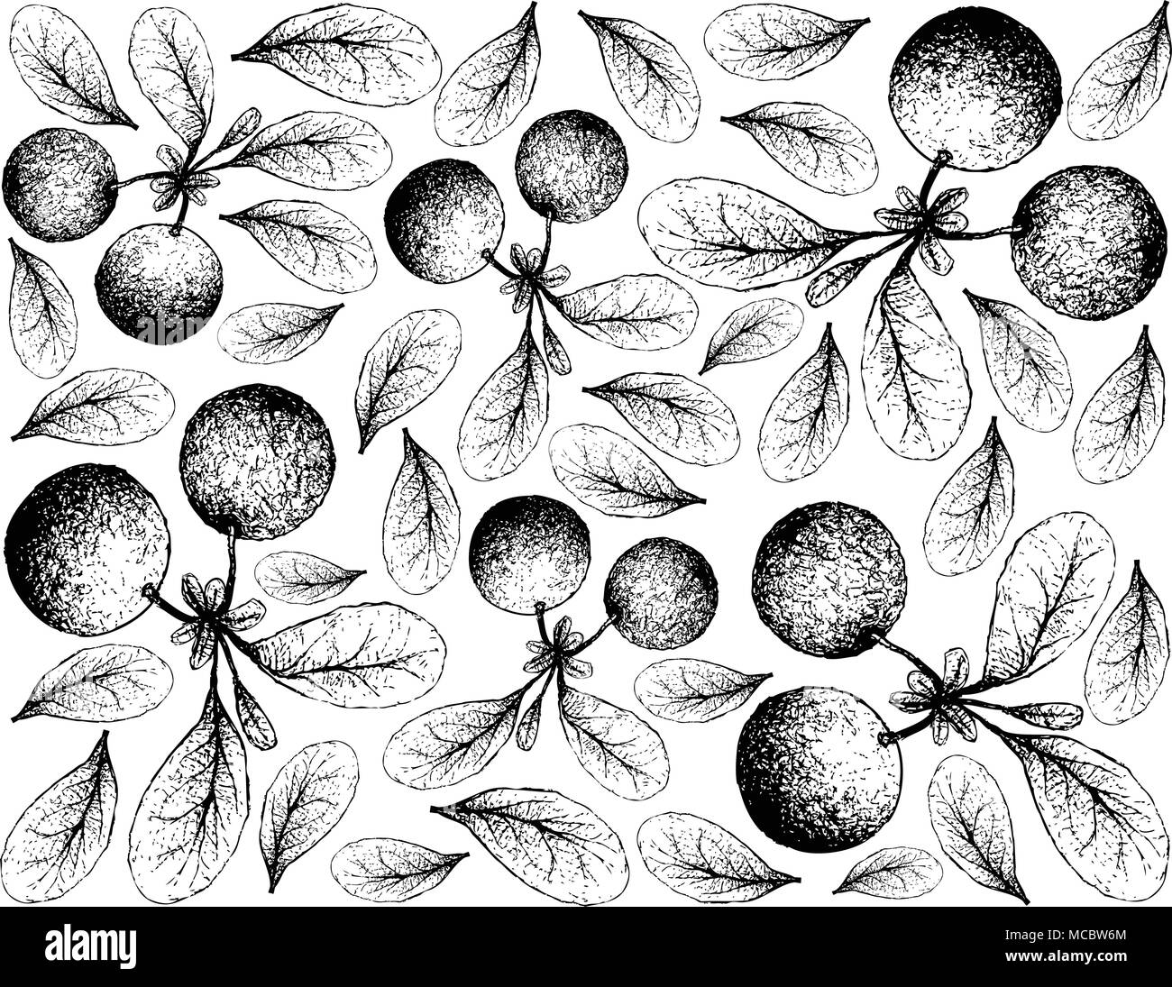 Beerenfrucht, Illustration Hintergrund von Hand gezeichnete Skizze von Bog Heidelbeere oder Vaccinium Uiginosum Früchte. Mit Vitamin K, Vitamin C, Vitam Stock Vektor