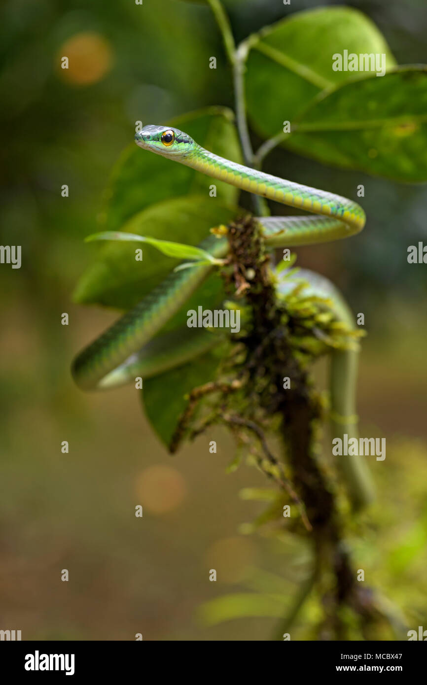 Bewältigen der Kurz- spitzzange Weinstock Schlange - Oxybelis brevirostris, schöne kleine grüne nicht venoumous Schlange aus Mittelamerika Wald, Costa Rica. Stockfoto