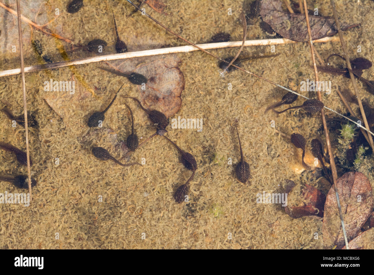 Gemeinsame Frosch Kaulquappen (Rana temporaria) in flachen Teich in Berkshire, Großbritannien Stockfoto