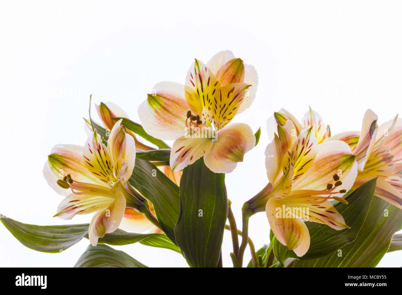 Nahaufnahme des gelben Rosen Blumen wissen allgemein als peruanische Lilien oder Lily der Inkas Stockfoto