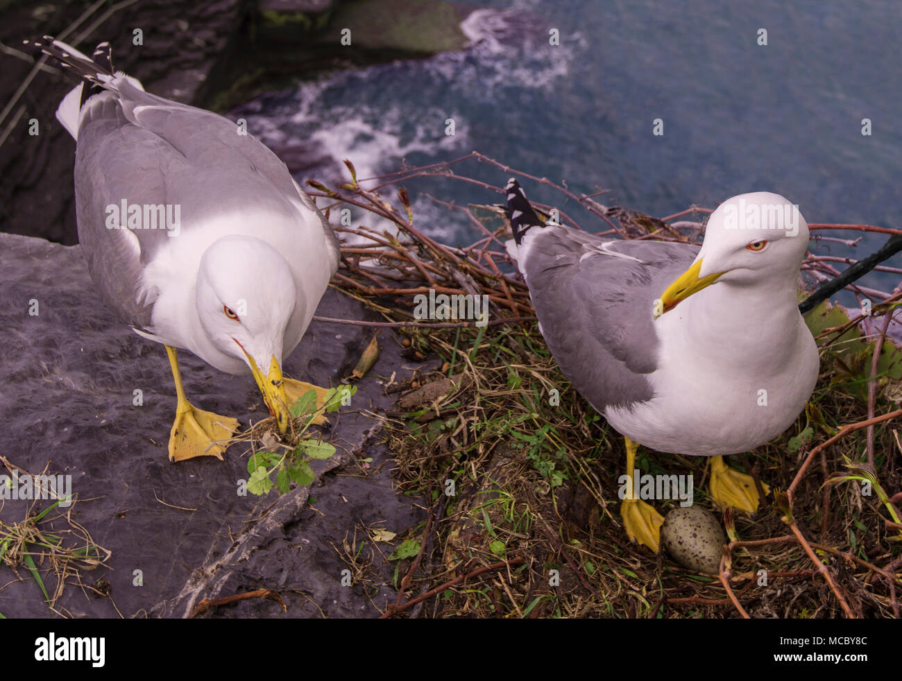 Möwen, Porto Venere, Ligurien, Italien, Nest Stockfoto