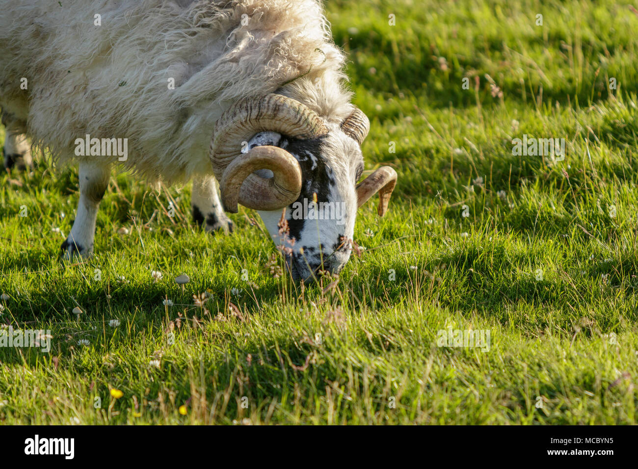 Scottish Blackface, männliche Beweidung auf Feld, Schottland, Vereinigtes Königreich Stockfoto