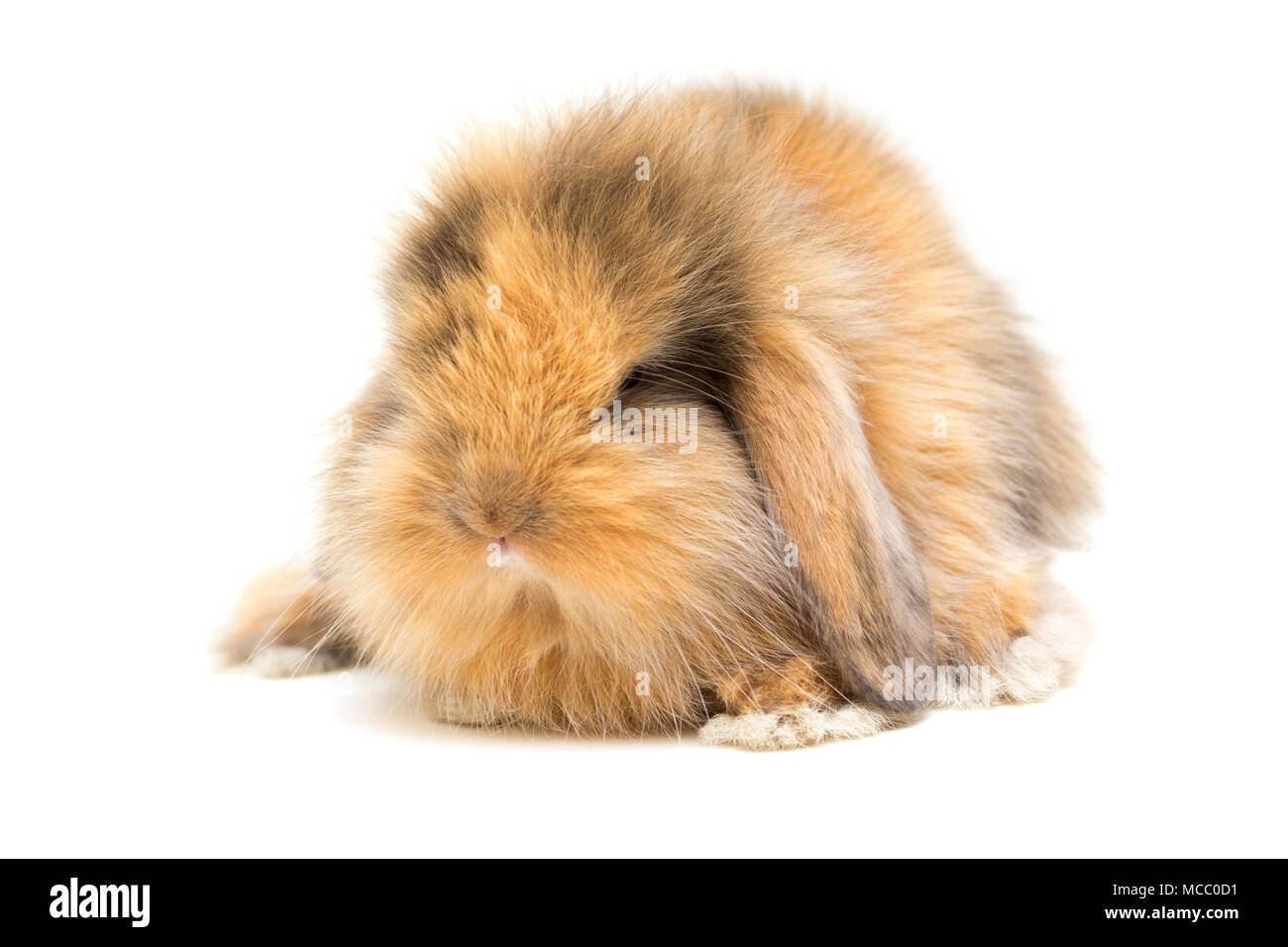 Kleine lop-eared Rabbit auf weißem Hintergrund. Stockfoto