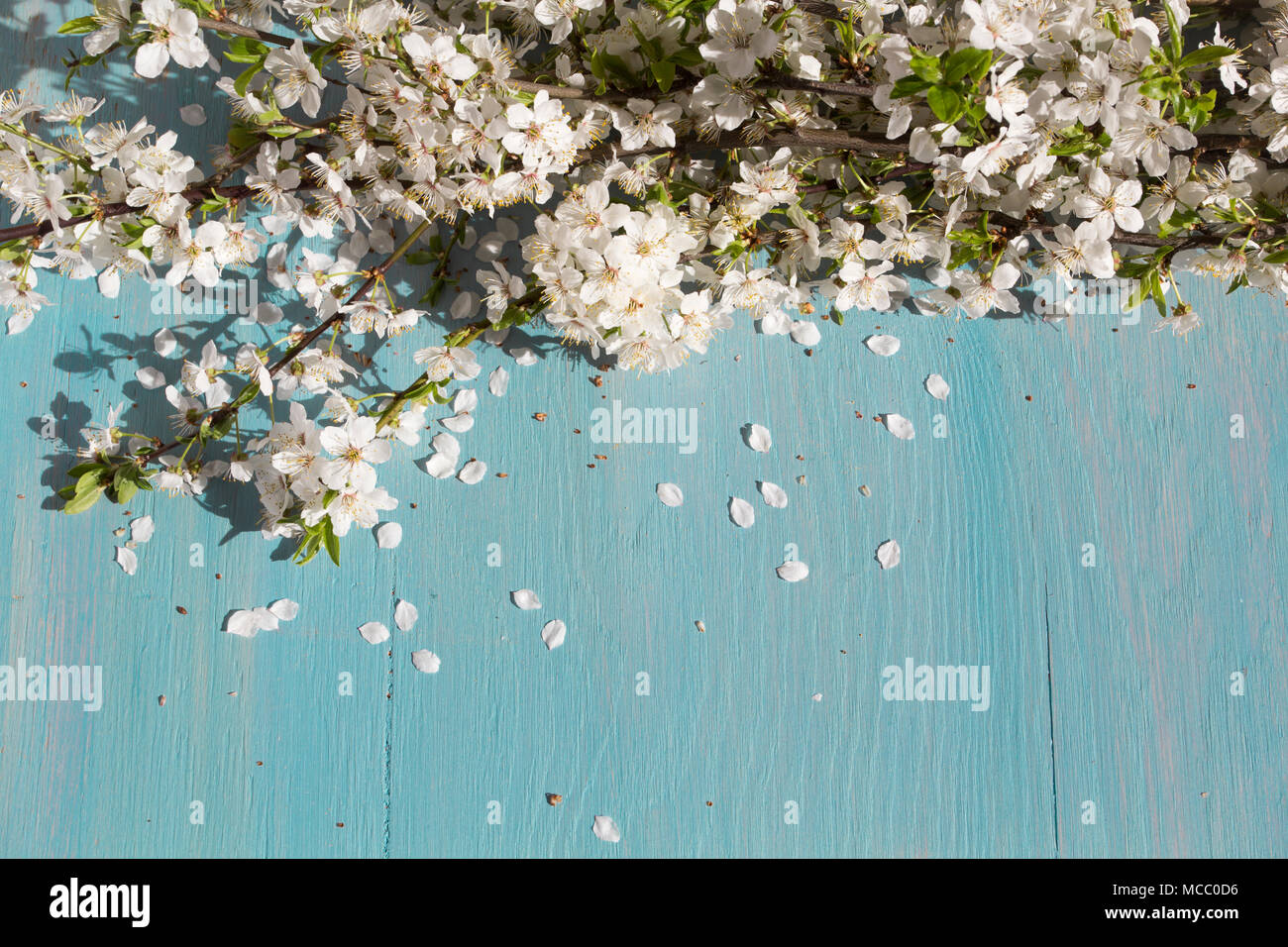 Weiß Cherry Blossom blue Holztisch. Frühling Hintergrund Stockfoto